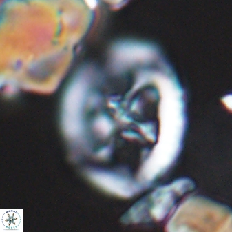 Grantarhabdus coronadventis 8680