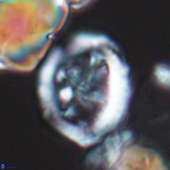 Grantarhabdus coronadventis 8682