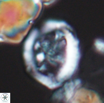 Grantarhabdus coronadventis 8682