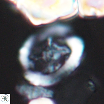 Grantarhabdus coronadventis 8683