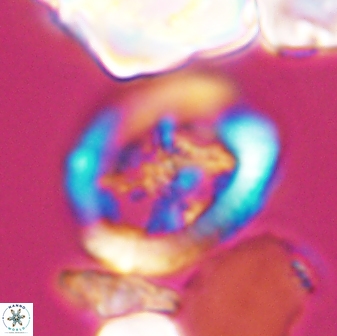 Grantarhabdus coronadventis 8684