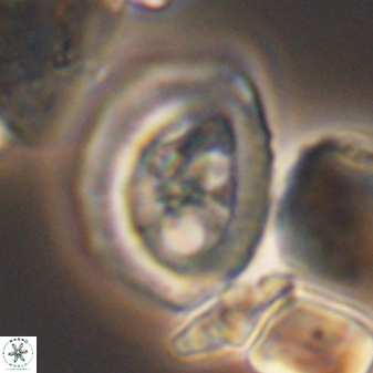 Grantarhabdus coronadventis 8685