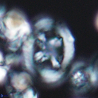 Grantarhabdus coronadventis 8777