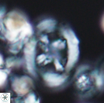 Grantarhabdus coronadventis 8777