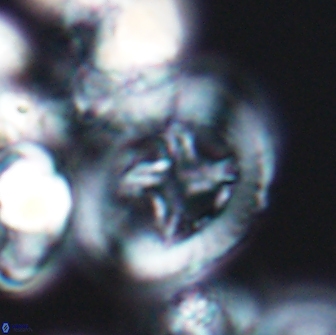 Grantarhabdus coronadventis 8778