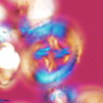 Grantarhabdus coronadventis 8779