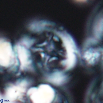 Grantarhabdus coronadventis 8780