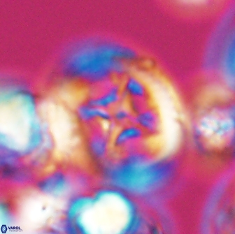 Grantarhabdus coronadventis 8781