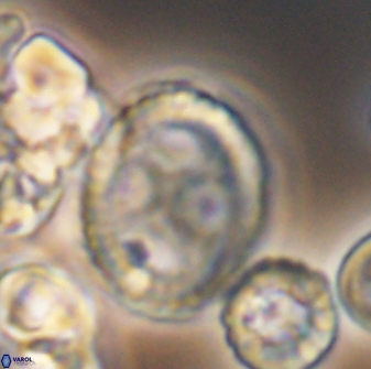 Grantarhabdus coronadventis 8784