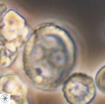 Grantarhabdus coronadventis 8784