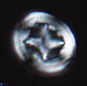 Grantarhabdus coronadventis 8990