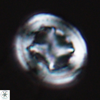 Grantarhabdus coronadventis 8990