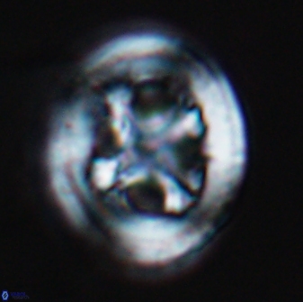 Grantarhabdus coronadventis 8992