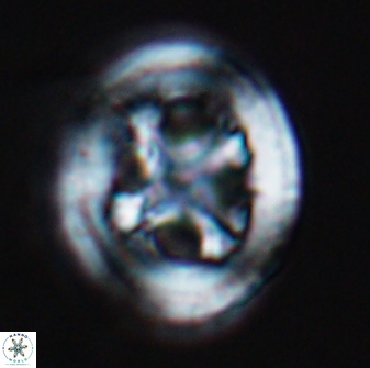 Grantarhabdus coronadventis 8992