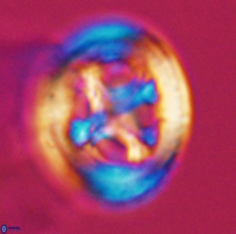 Grantarhabdus coronadventis 8993