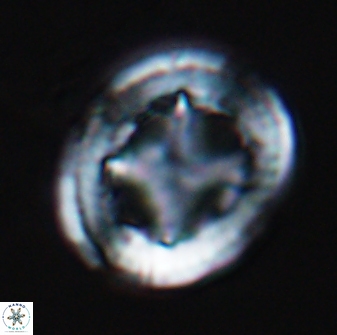 Grantarhabdus coronadventis 8994