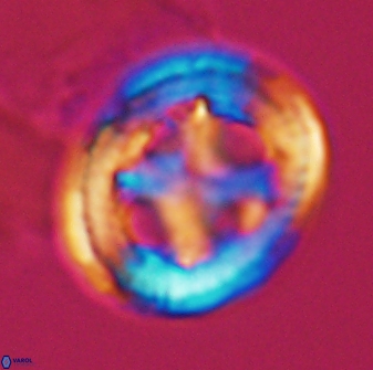 Grantarhabdus coronadventis 8995