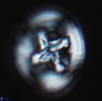 Grantarhabdus coronadventis 8996