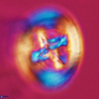 Grantarhabdus coronadventis 8997