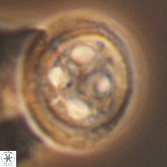 Grantarhabdus coronadventis 8998
