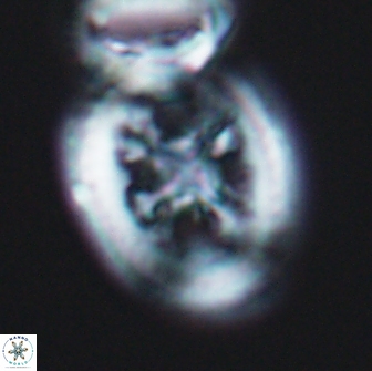 Grantarhabdus coronadventis 8915