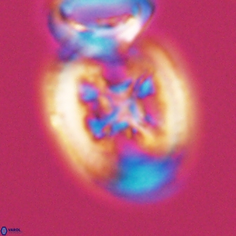 Grantarhabdus coronadventis 8916