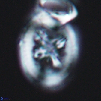 Grantarhabdus coronadventis 8918