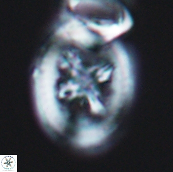 Grantarhabdus coronadventis 8918
