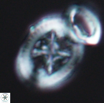 Grantarhabdus coronadventis 8919