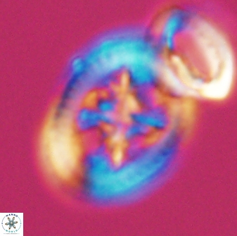 Grantarhabdus coronadventis 8920