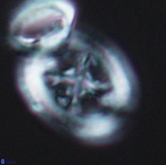 Grantarhabdus coronadventis 8921