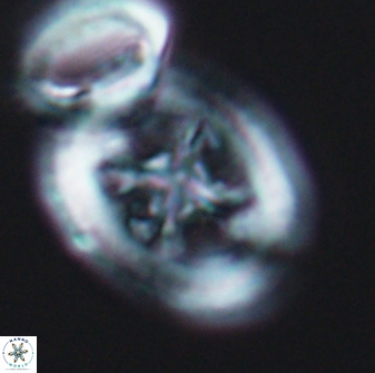 Grantarhabdus coronadventis 8921