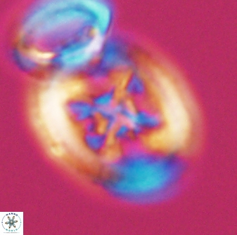 Grantarhabdus coronadventis 8922