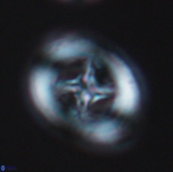 Grantarhabdus coronadventis 9298