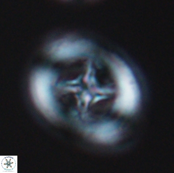 Grantarhabdus coronadventis 9298