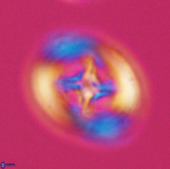 Grantarhabdus coronadventis 9299