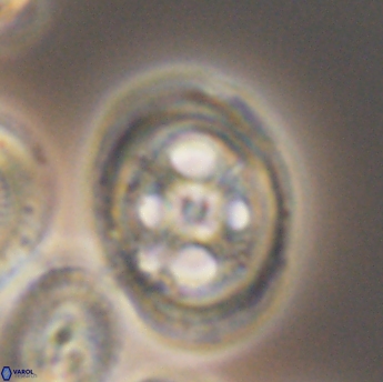 Grantarhabdus coronadventis 9222