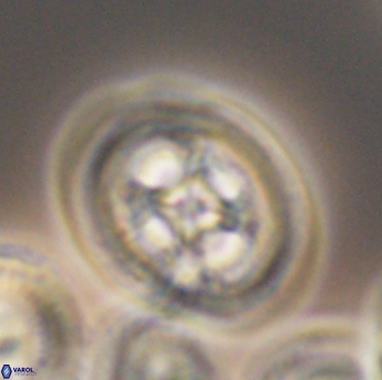 Grantarhabdus coronadventis 9223