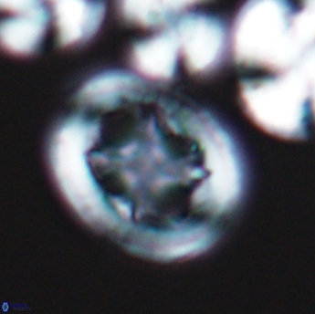 Grantarhabdus coronadventis 9224