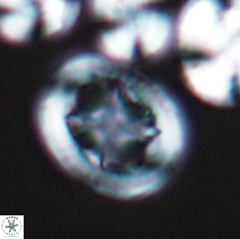Grantarhabdus coronadventis 9224