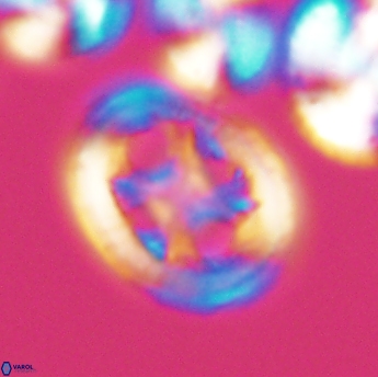 Grantarhabdus coronadventis 9225