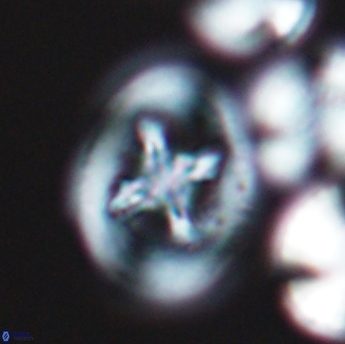 Grantarhabdus coronadventis 9226