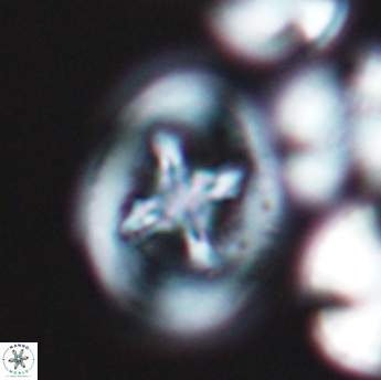 Grantarhabdus coronadventis 9226