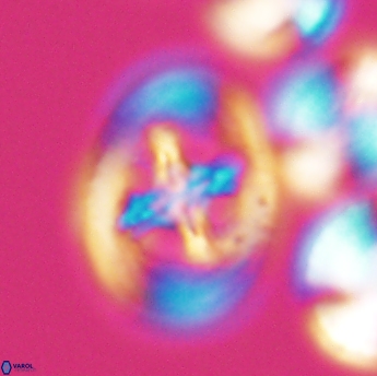 Grantarhabdus coronadventis 9227