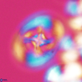 Grantarhabdus coronadventis 9229