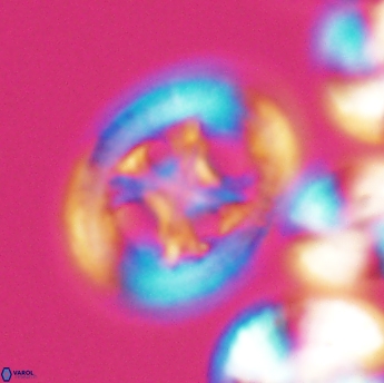 Grantarhabdus coronadventis 9230