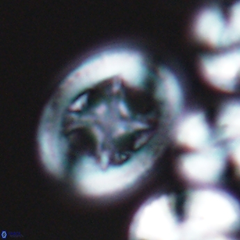 Grantarhabdus coronadventis 9231