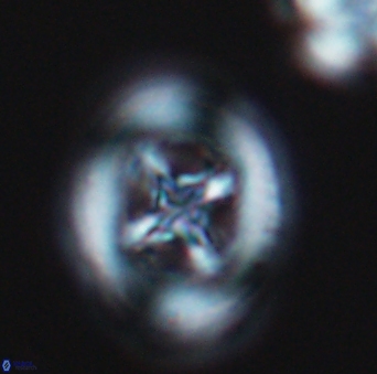 Grantarhabdus coronadventis 9300