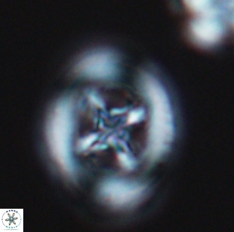 Grantarhabdus coronadventis 9300