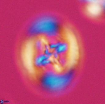 Grantarhabdus coronadventis 9301